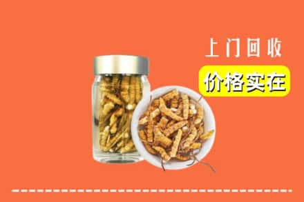 收购资讯:锡林郭勒阿巴嘎回收散虫草